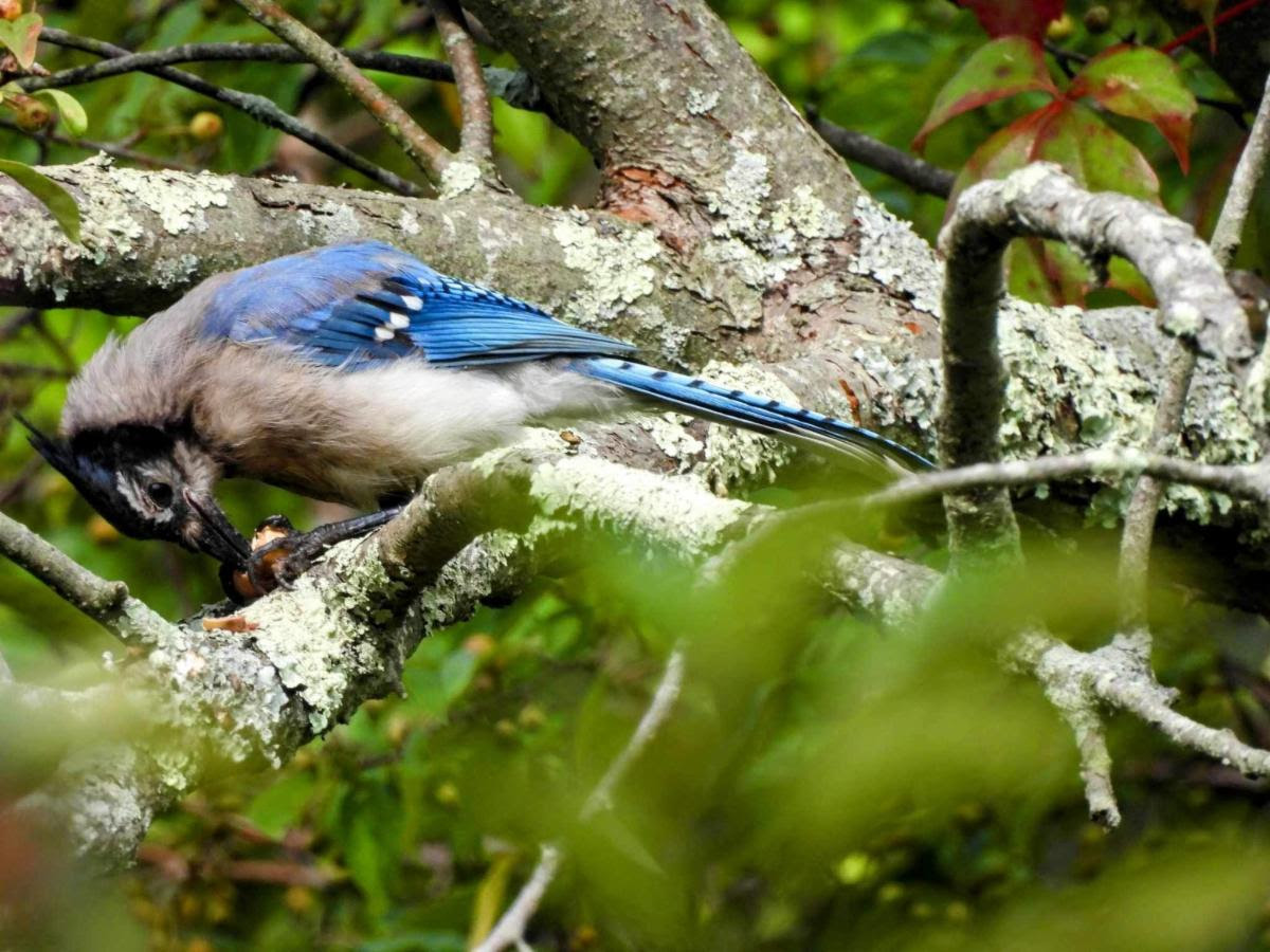 Connetquot River State Park Preserve Bird & Breakfast Program